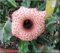Huernia hislopii ssp hislopi 